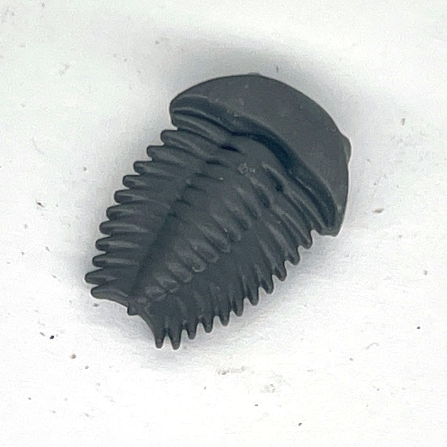 Playmobil fossile gris trilobyte Playmobil fossile gris trilobyte