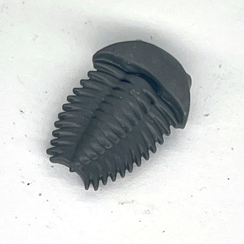 Playmobil fossile gris trilobyte Playmobil fossile gris trilobyte