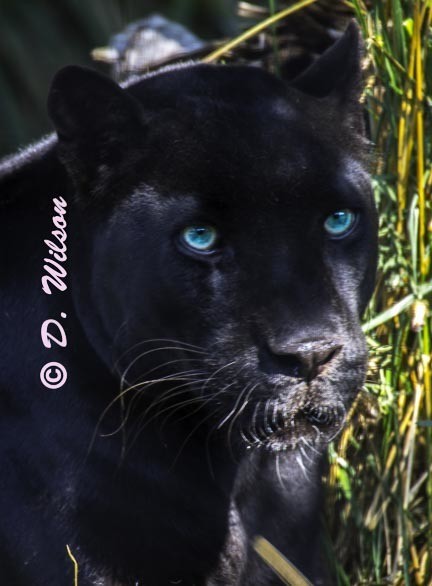 Black Panther  --  starting at