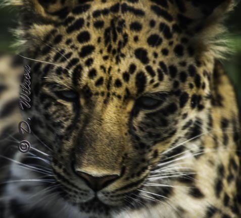 Raina (Amur Leopard)  --  starting at