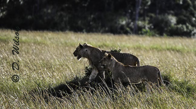 Watching over the Pride  --  starting at