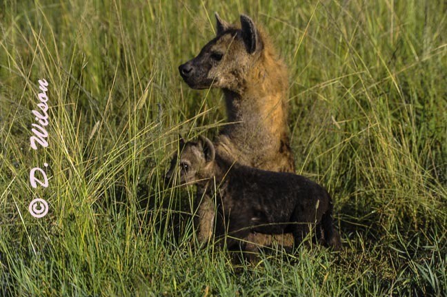 Mama and Baby Hyena  --  starting at