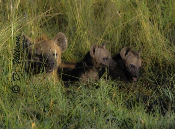 Manny, Mo and Jack - Baby Hyena  --  starting at