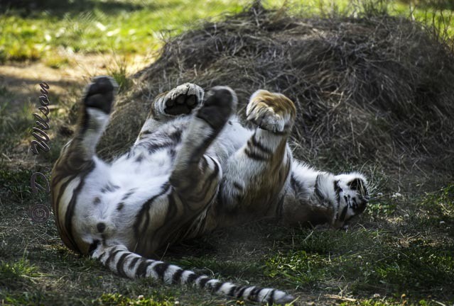 Play Time  --  starting at