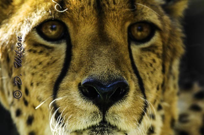 Up Close  --  starting at