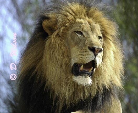 Hear me Roar  --  starting at