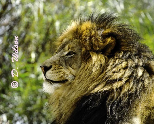 Lion King  --  starting at