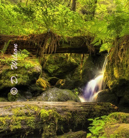 Trillium Falls 3  --  starting at