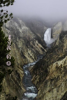 Yellowstone Lower Falls --  starting at