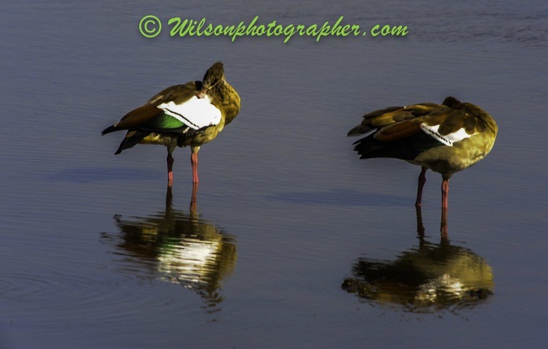 Ducks - Africia   --  starting at