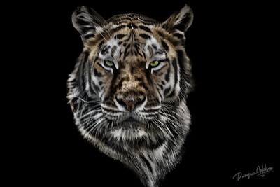 Wildlife Portraits