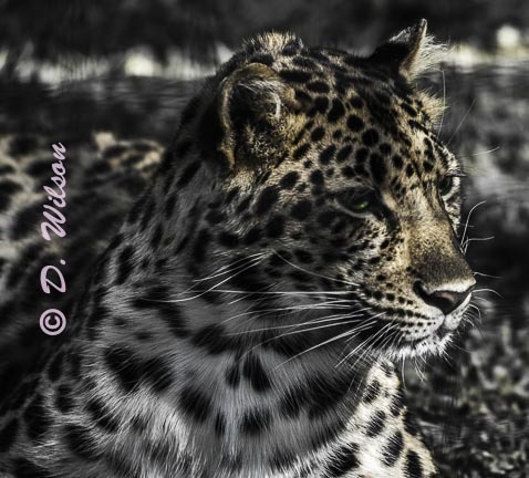 Raina - Amur Leopard  --  starting at