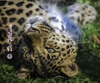 Wildlife