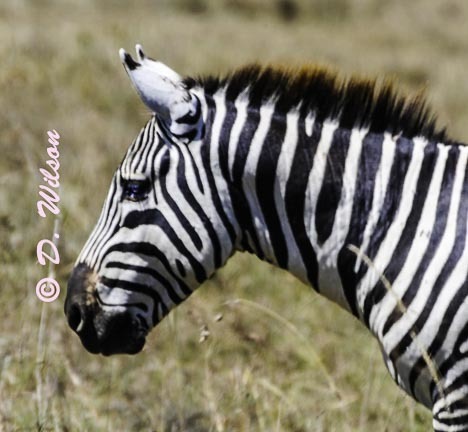 Zebra 1 - Kenya Africa  --  starting at