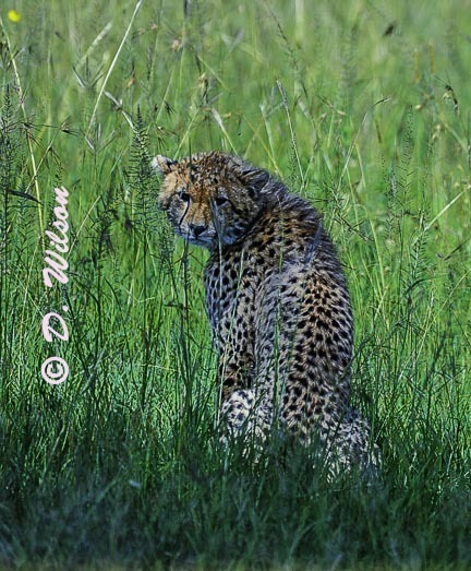 Young Cheetah - Kenya Africa --  starting at