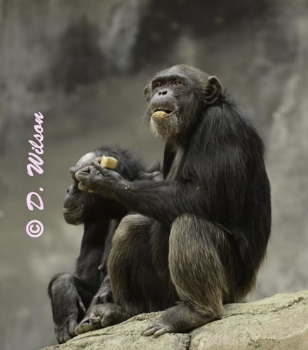 Chimpanzee - Snack Time --  starting at