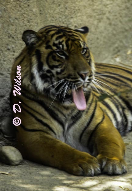 Tiger 1 --  starting at