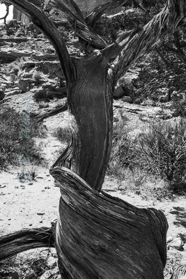 Tree - Bryce Canyon - Utah  --  starting at