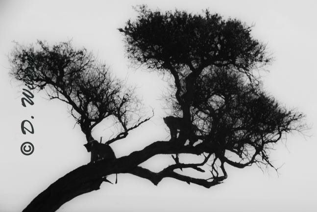 Lion Silhouettes in Tree - Kenya, Africa  --  starting at