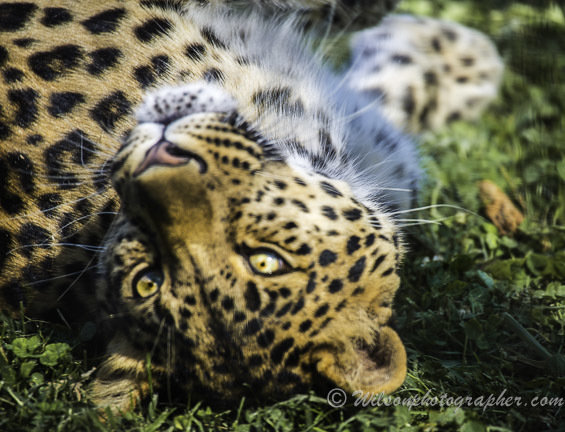 Jaguar - This is my Best Side   --  starting at