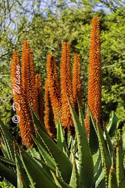 Cape Aloes