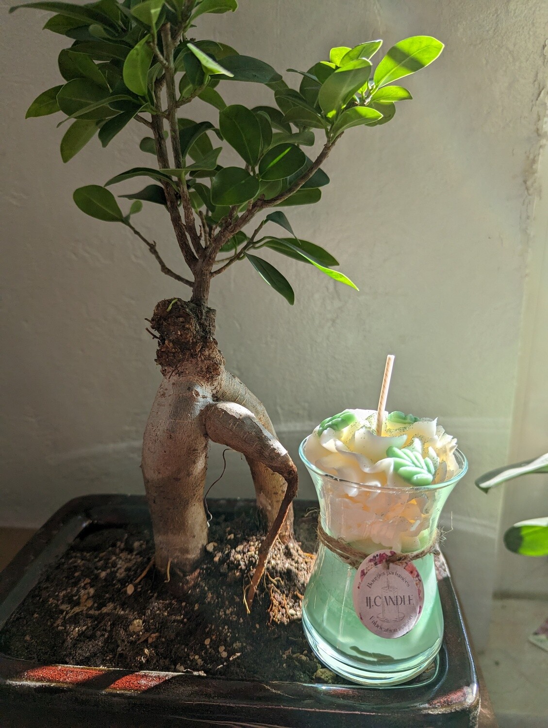 Aloe Verra