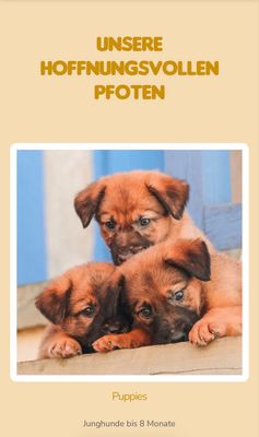 Ein Licht für den Tierschutz