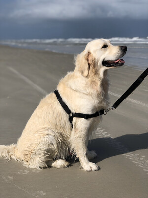 Front/No Pull Dog Harness Basic  Small-Large