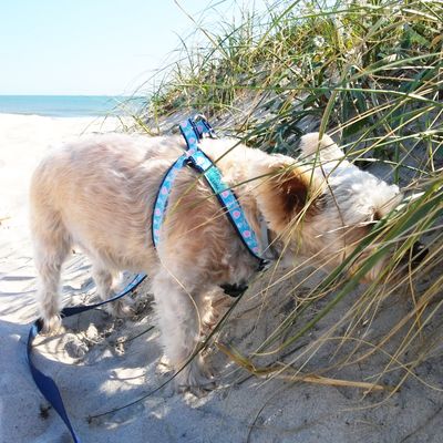X-Smalls &amp; Mini Harnesses
