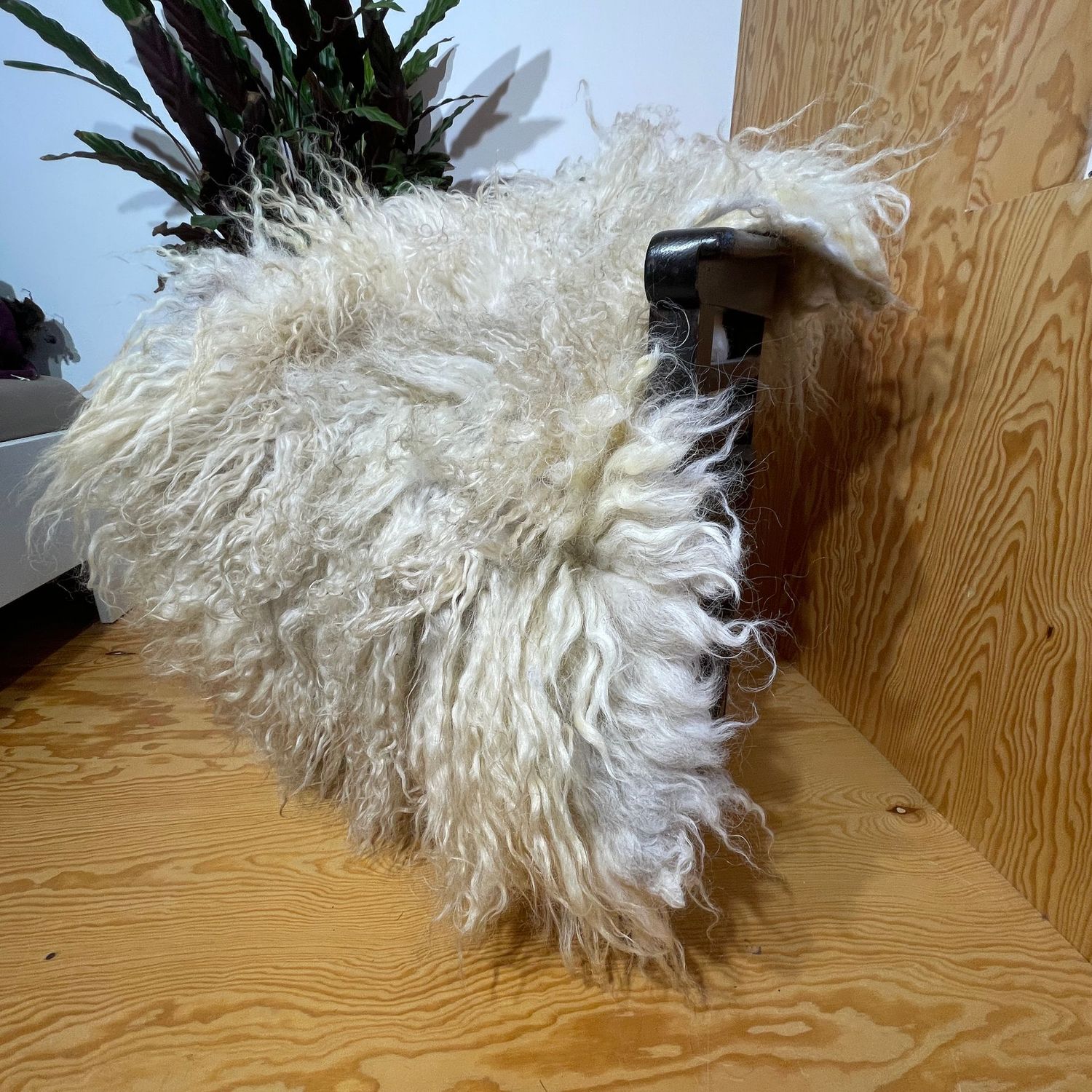 Großes dickes Fell vom Walliser Schwarznasenschaf für Wand, Boden oder Sofa, ca 80 x 120cm Großes dickes Fell vom Walliser Schwarznasenschaf für Wand, Boden oder Sofa, ca 80 x 120cm