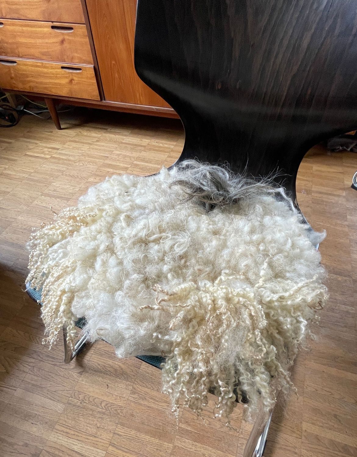 Sitzkissen Wensleydale mit kurzen und langen hellen Haaren und einem grauen Fleck Sitzkissen Wensleydale mit kurzen und langen hellen Haaren und einem grauen Fleck