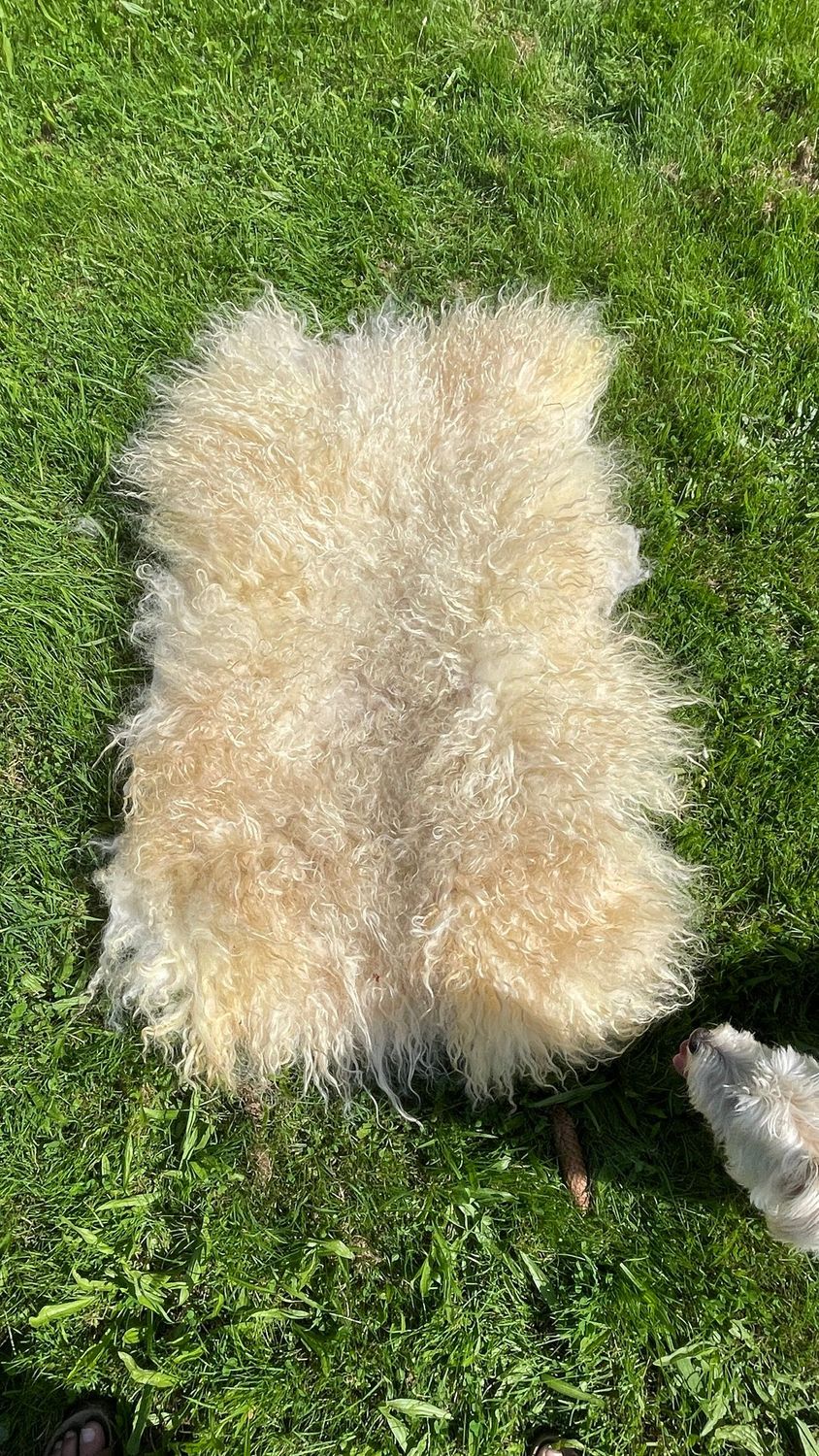 Prachtvolles langhaariges Fell vom ungarischen Zackelschaf in hell für Wand, Boden oder Sofa, ca 130 x 80cm. Prachtvolles langhaariges Fell vom ungarischen Zackelschaf in hell für Wand, Boden oder Sofa, ca 130 x 80cm.