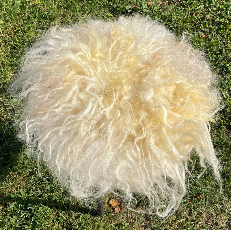 Sitzkissen herrlich weiss vom ungarischen Zackelschaf, schön glänzend und lockig Sitzkissen herrlich weiss vom ungarischen Zackelschaf, schön glänzend und lockig