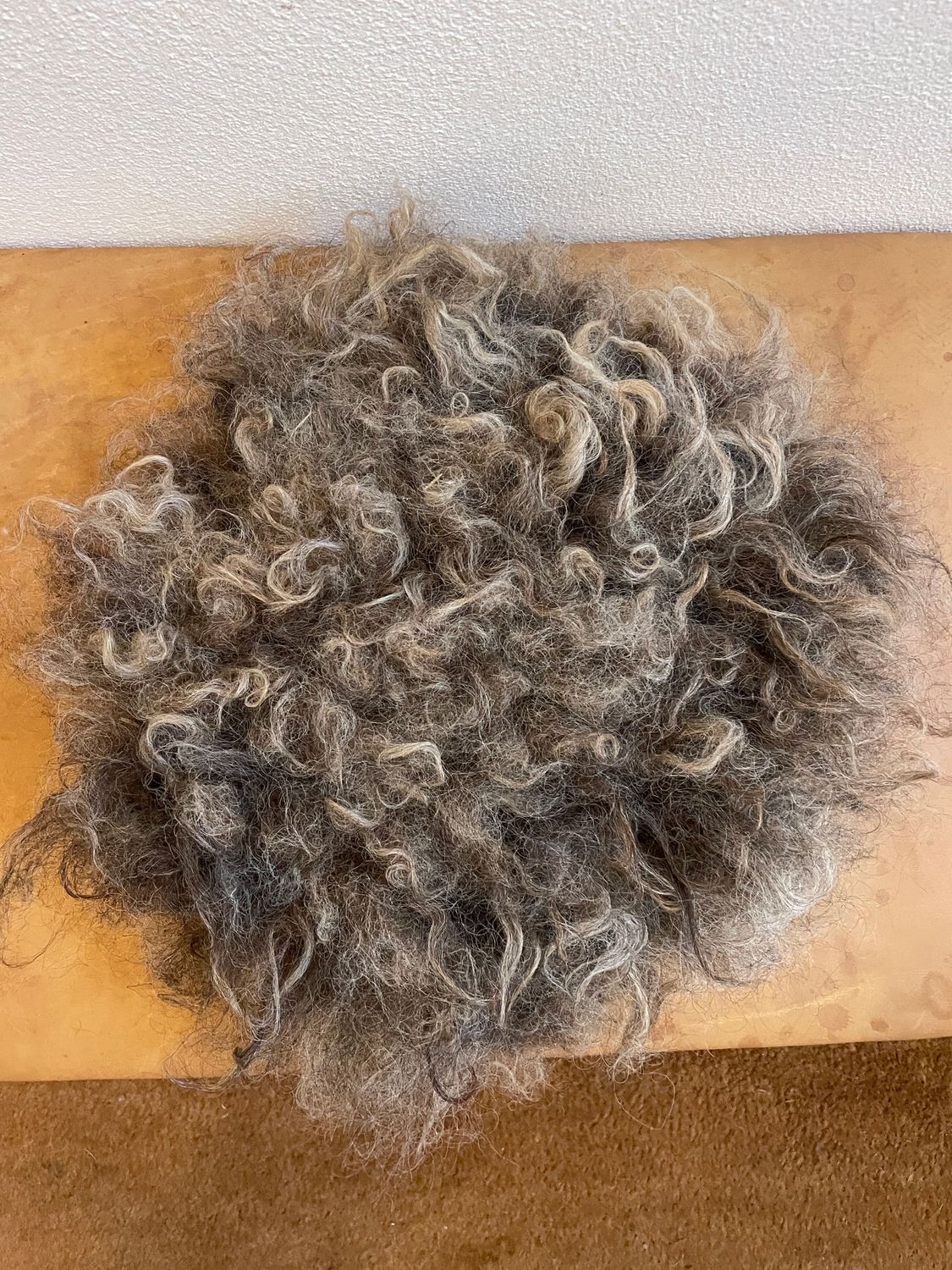 Sitzkissen Schnucken/Pommernmischling mit tollen festen Strähnen!