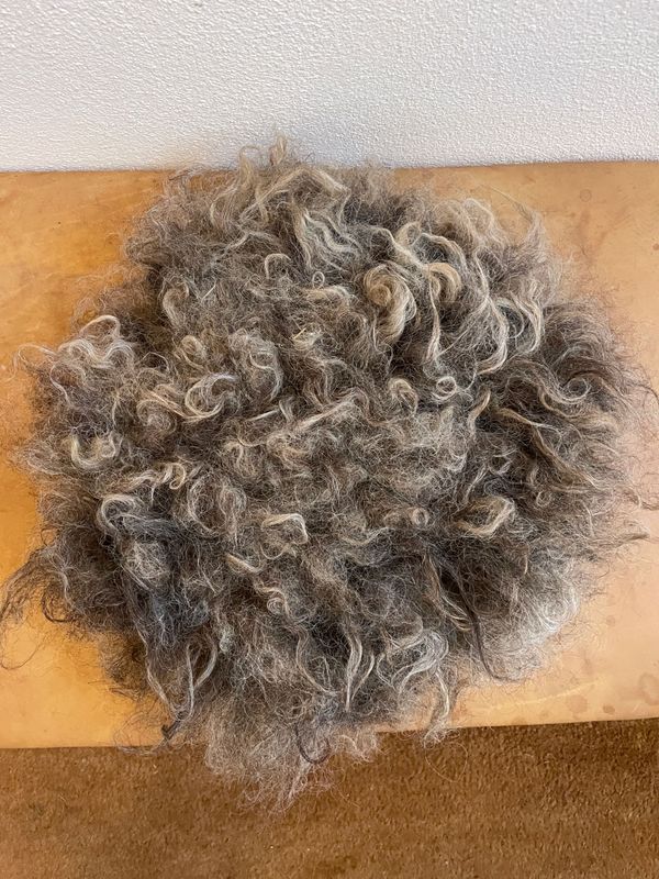 Sitzkissen Schnucken/Pommernmischling mit tollen festen Strähnen!