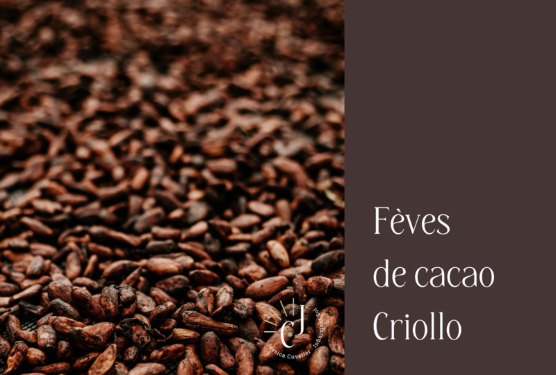 Fèves de cacao criollo