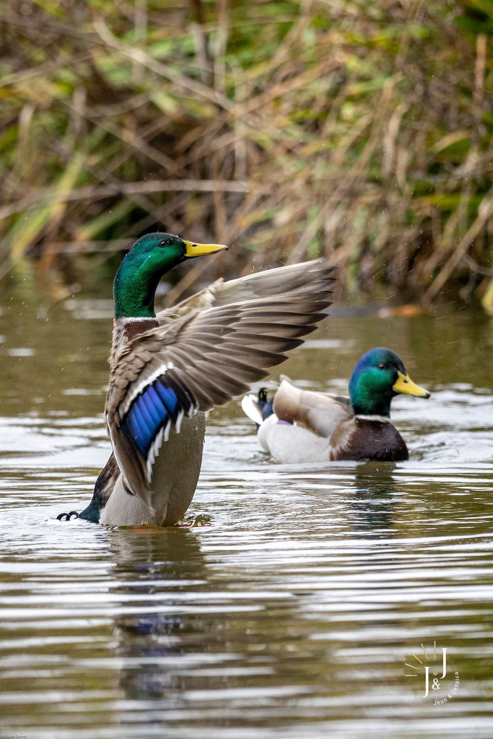 Canard Colvert