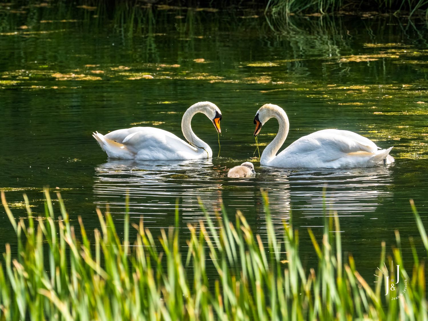 Cygnes