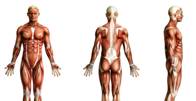 Formation en anatomie palpatoire, physiologie et pathologie