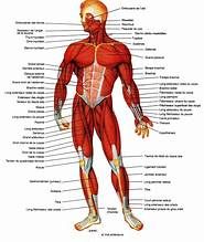 Cours d'anatomie