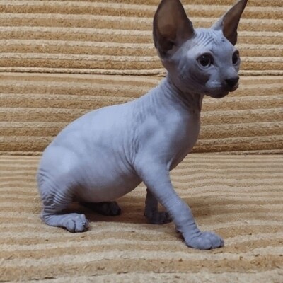 Lince