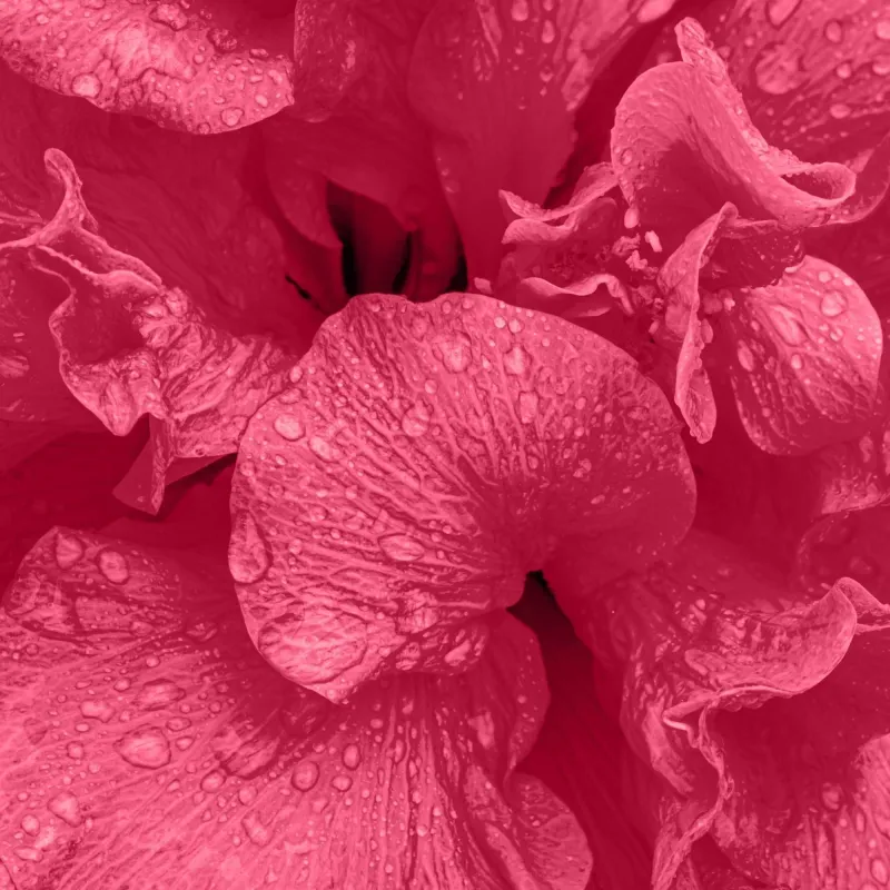 AYUMI hibiskus v prahu/ 100 g