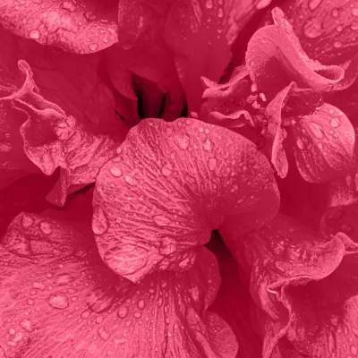 AYUMI hibiskus v prahu/ 100 g