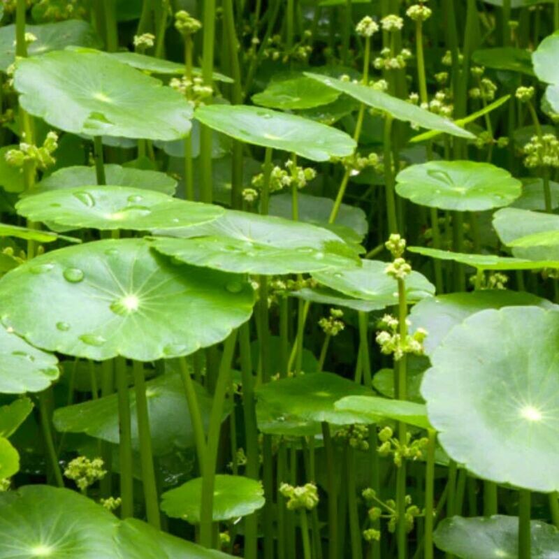 AYUMI gotu kola (Centella) v prahu/ 100 g