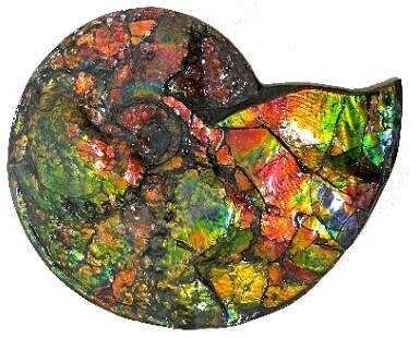 Canadian Ammonite GX062