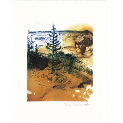Evening (Maine Trees series) EMMB008