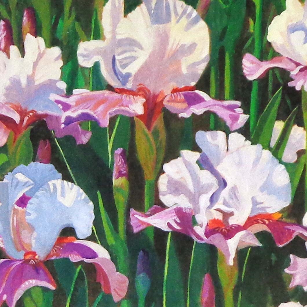 Iris Field, card MILE081