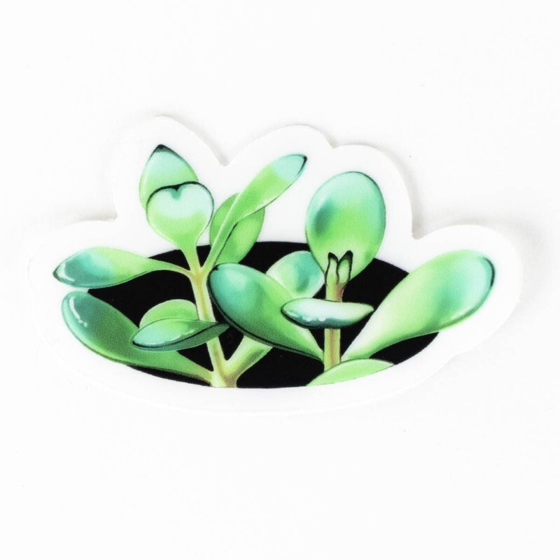 Succulents, clear sticker QUEA12