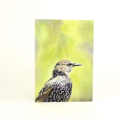 Starling Portrait, card (C39) KRUP47