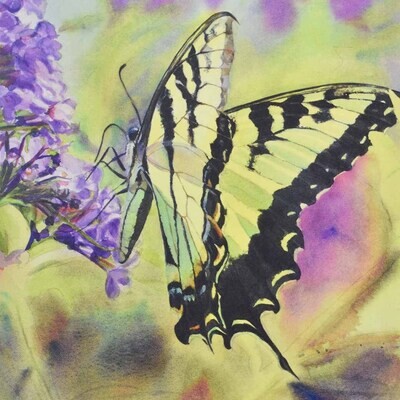 Tiger Swallowtail, card (C30) KRUP34
